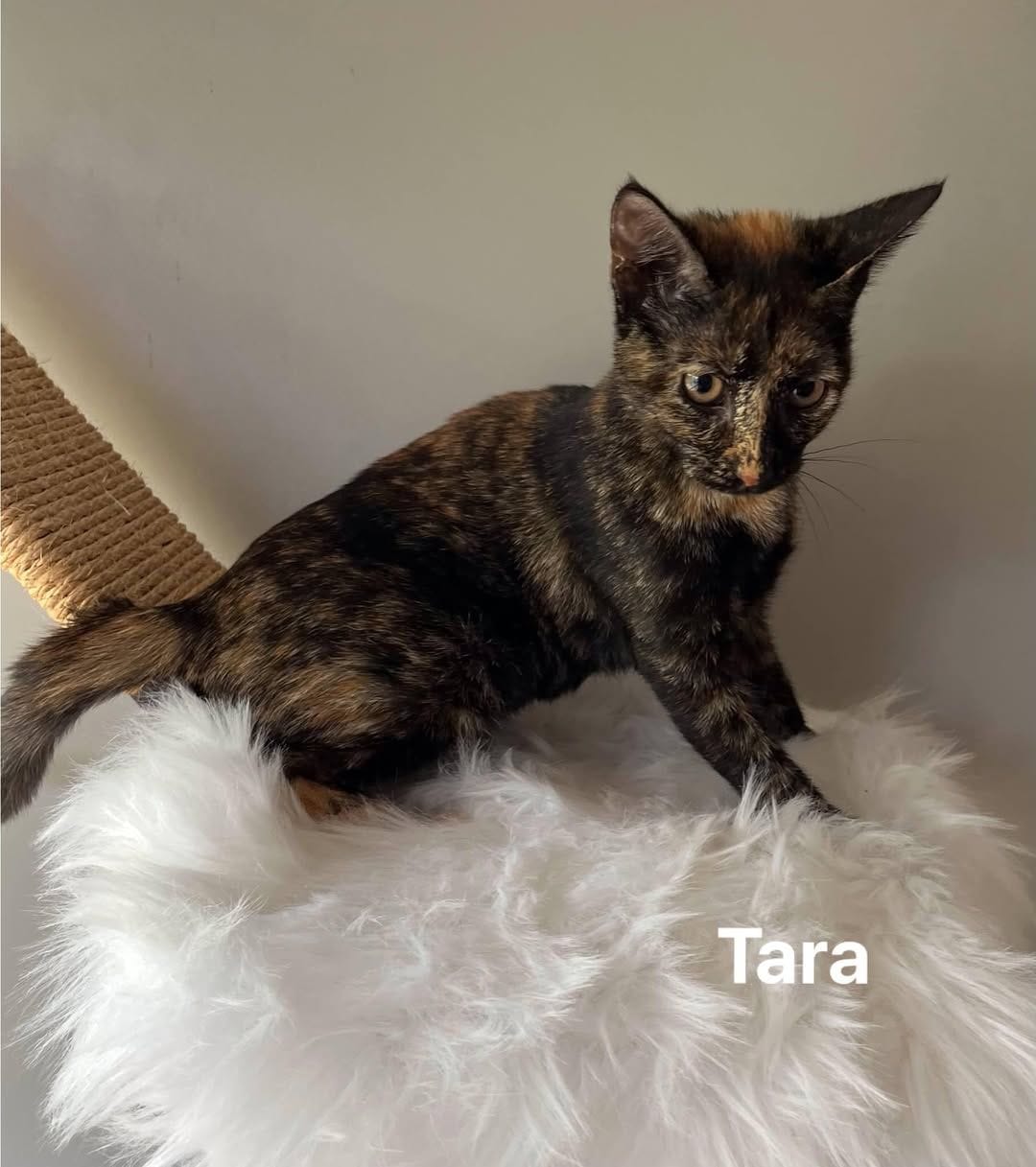 Tara Tara